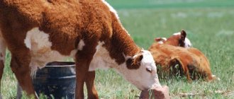 Feeding cows at startup
