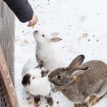 Feeding rabbits in winter