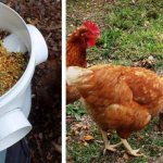 Chicken feeder made from a plastic bucket