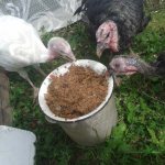 feeding the turkeys