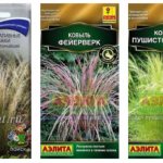 Feather grass fireworks planting and care. Feather grass - fashion trends in landscape design, garden in the “prairie” or “naturgarden” style 