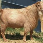 Goat of La Mancha