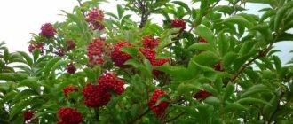 red elderberry