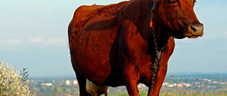 Red steppe cow