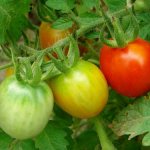 blushing tomatoes