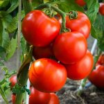 &#39;Strong, stable bushes for open ground - the Tatyana tomato: what is good and how to grow it correctly&#39; width=&quot;800