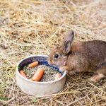 Rabbit for fattening