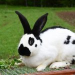 Rabbit with spots