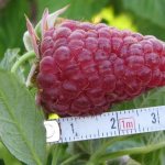 Large remontant raspberry Inaccessible
