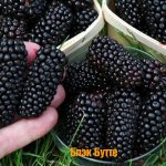 Large-fruited Black Butte blackberry