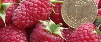 Large-fruited raspberry variety Brusvyana