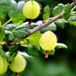 English yellow gooseberry