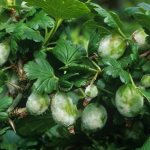 Gooseberries affected by powdery mildew