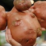 Who grew the largest potato in the world and what it looks like