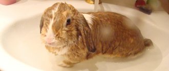 Bathing a decorative rabbit