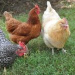 Dominant Chickens