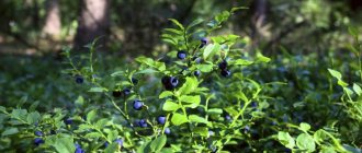 Blueberry bush in a coniferous forest
