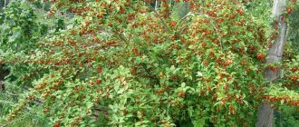 Gumi berry bush