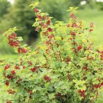 Red currant bush
