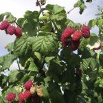 Volnitsa raspberry bush
