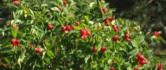 Rosehip bush with fruits