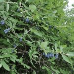 Honeysuckle bush Bluebird
