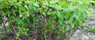 Honeysuckle bush