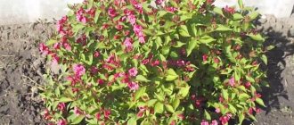 weigela shrub after planting in open ground