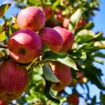 Квинти - Летние сорта яблонь