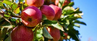 Квинти - Летние сорта яблонь
