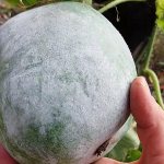 Medicinal properties of wax gourd and features of its cultivation