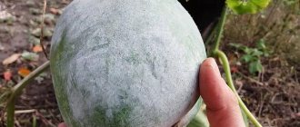 Лечебные свойства восковой тыквы и особенности её выращивания