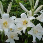 royal white lily