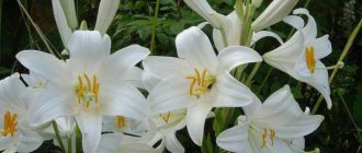 royal white lily