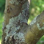 Lichens on an apple tree