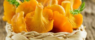 Chanterelles are useful for weight loss