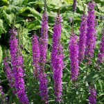 Lofant: beneficial properties, growing from seeds, photo of herb