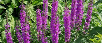 Lofant: beneficial properties, growing from seeds, photo of herb