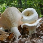 False milk mushrooms: can they be eaten?