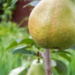 The best columnar pears for the Moscow region