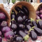 The best varieties of eggplant introduction