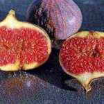 best varieties of figs