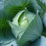 The best cabbage varieties for Siberia
