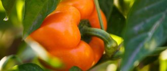 The best varieties of pepper for Siberia and the Urals with photos and descriptions