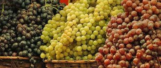 Лучшие сорта винограда на рынке