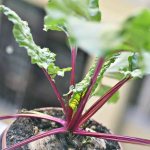 The best ways to prepare beet leaves for the winter and recipes for them