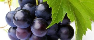 The best table grape varieties