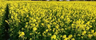 best green manure for weeds
