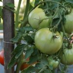 &#39;The best early ripening variety, according to summer residents, is the &quot;Early King&quot; tomato: why it&#39;s so good and why it&#39;s worth growing&#39; width=&quot;800