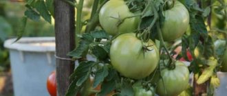 'Лучший скороспелый сорт по мнению дачников - томат "Король ранних": чем так хорош и почему его стоит выращивать' width="800